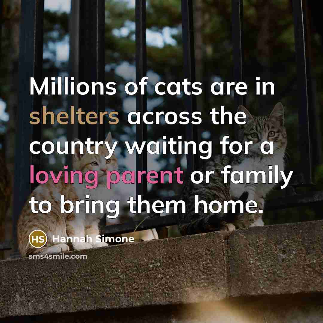 “Millions of cats are in shelters across the country waiting…” quote by Hannah Simone