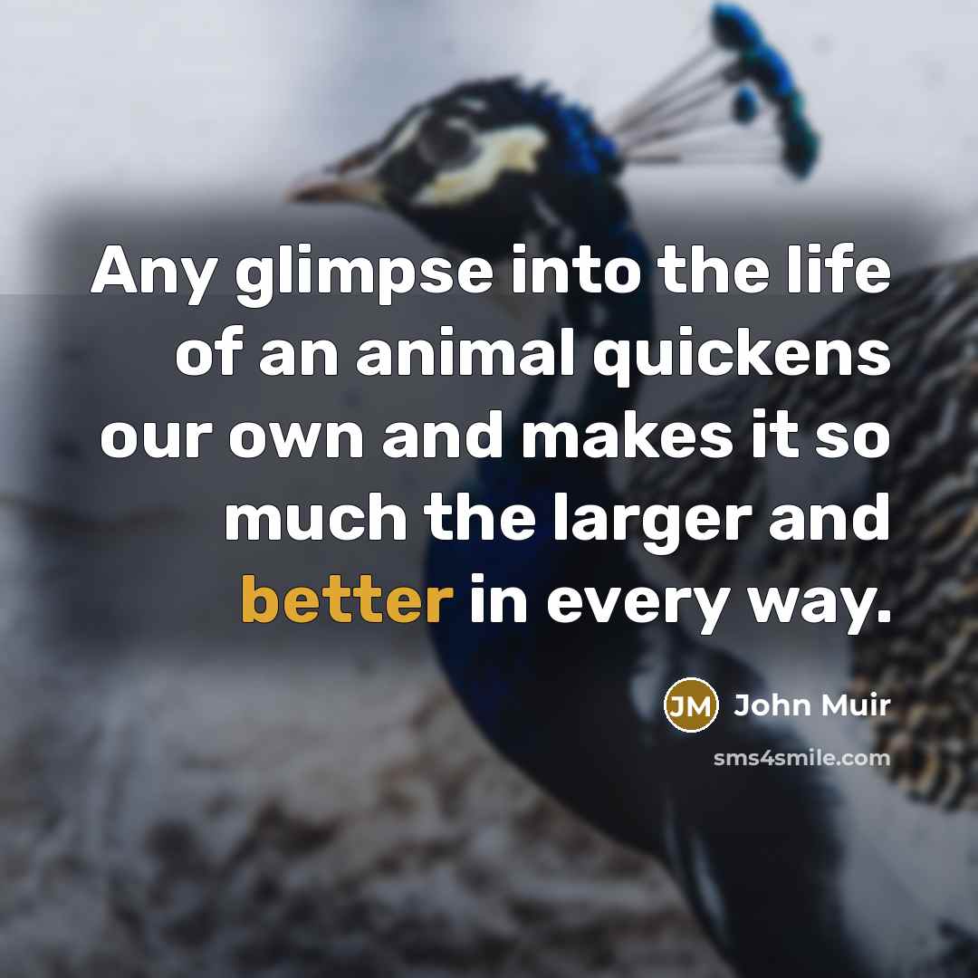 “Any glimpse into the life of an animal quickens our…” quote by John Muir