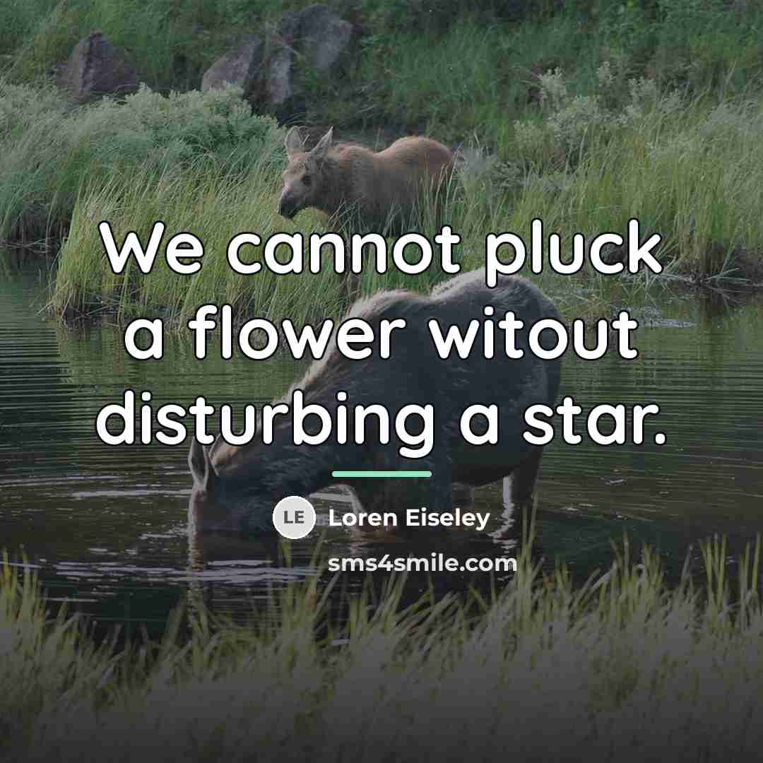 “We cannot pluck a flower witout disturbing a star.…” quote by Loren Eiseley