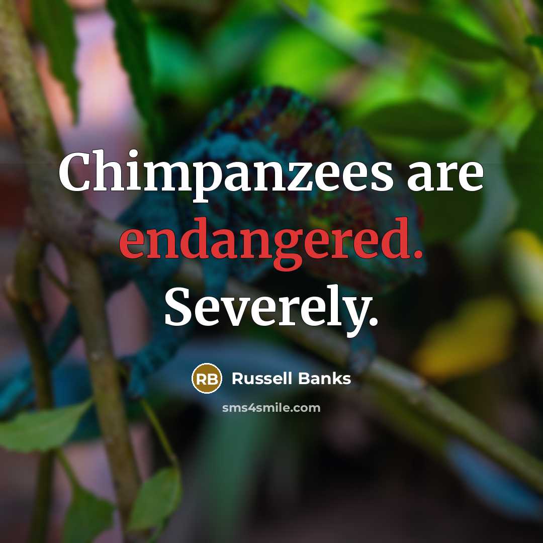 “Chimpanzees are endangered. Severely.” quote by Russell Banks