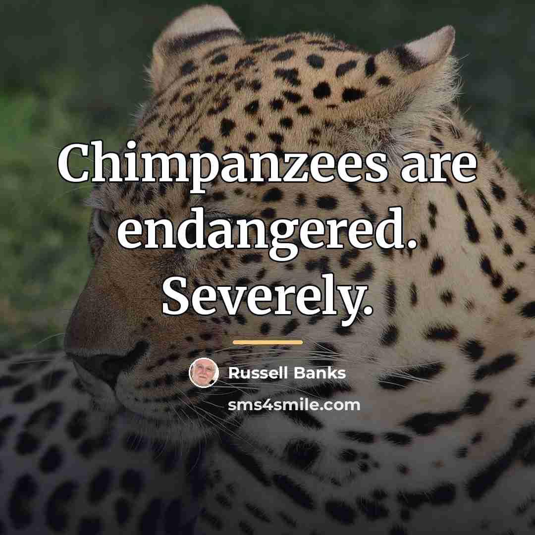 “Chimpanzees are endangered. Severely.…” quote by Russell Banks