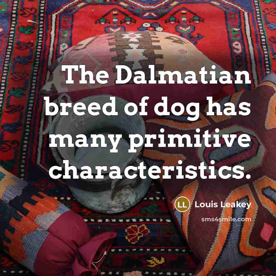 “The Dalmatian breed of dog has many primitive characteristics.…” quote by Louis Leakey