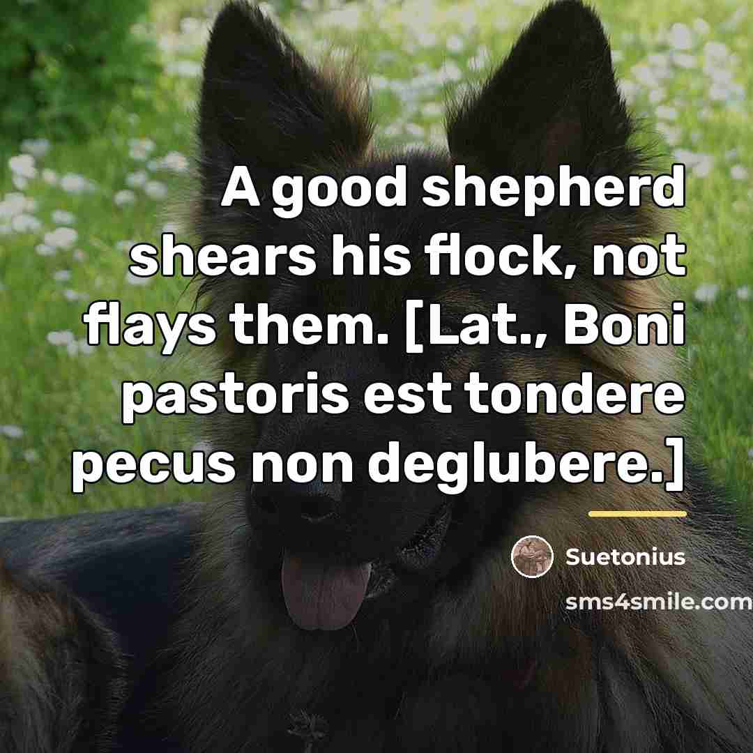 “A good shepherd shears his flock, not flays them. [Lat.,…” quote by Suetonius