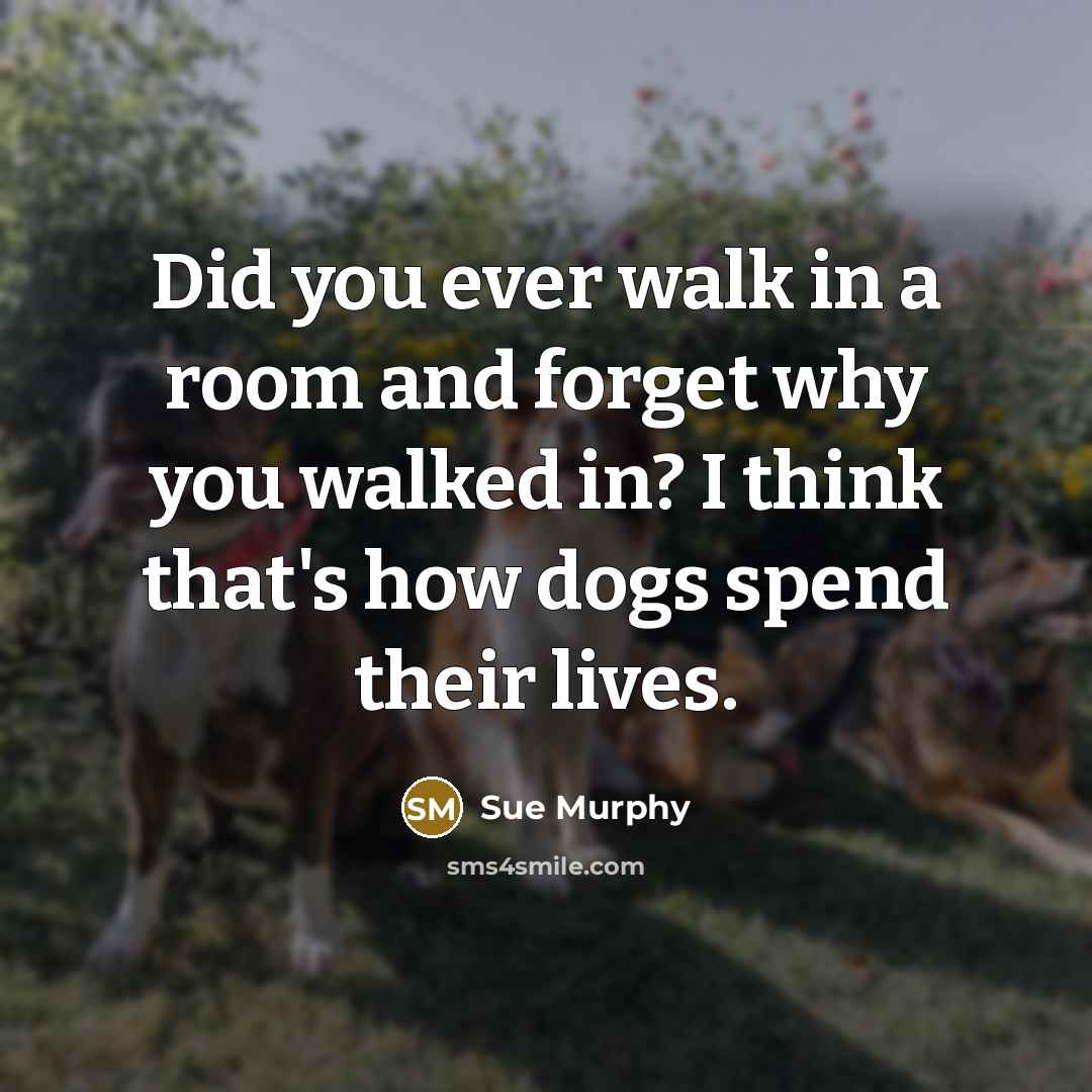 “Did you ever walk in a room and forget why you walked in? I think that's how dogs spend their lives.” quote by Sue Murphy