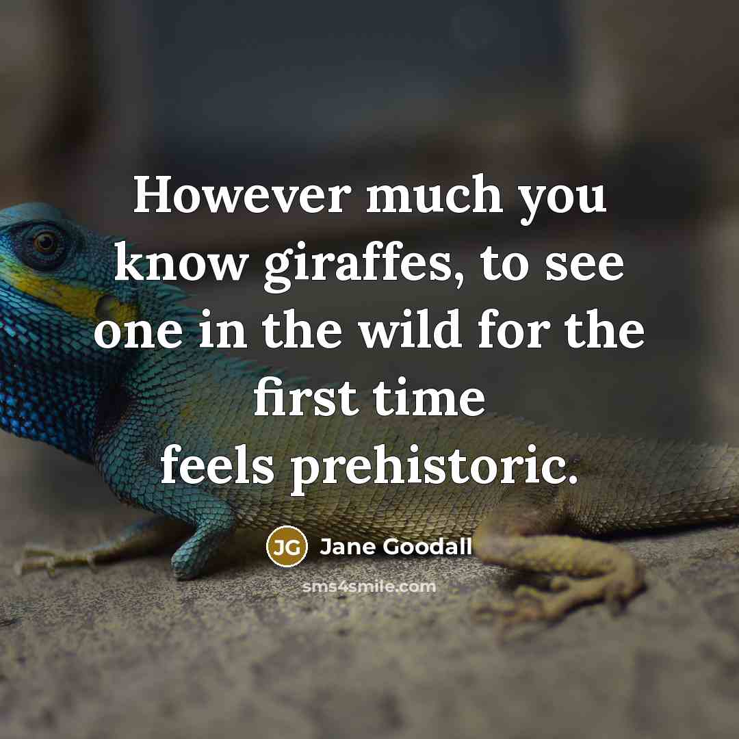 “However much you know giraffes, to see one in the wild for the first time feels prehistoric.” quote by Jane Goodall