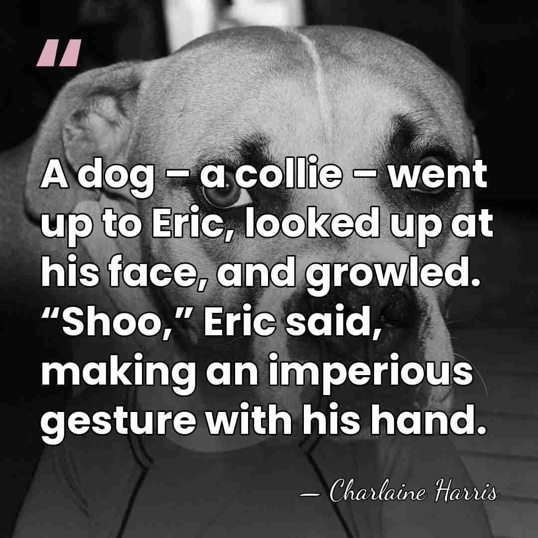 A dog – a collie – went up to Eric, looked up&hellip; - Charlaine Harris