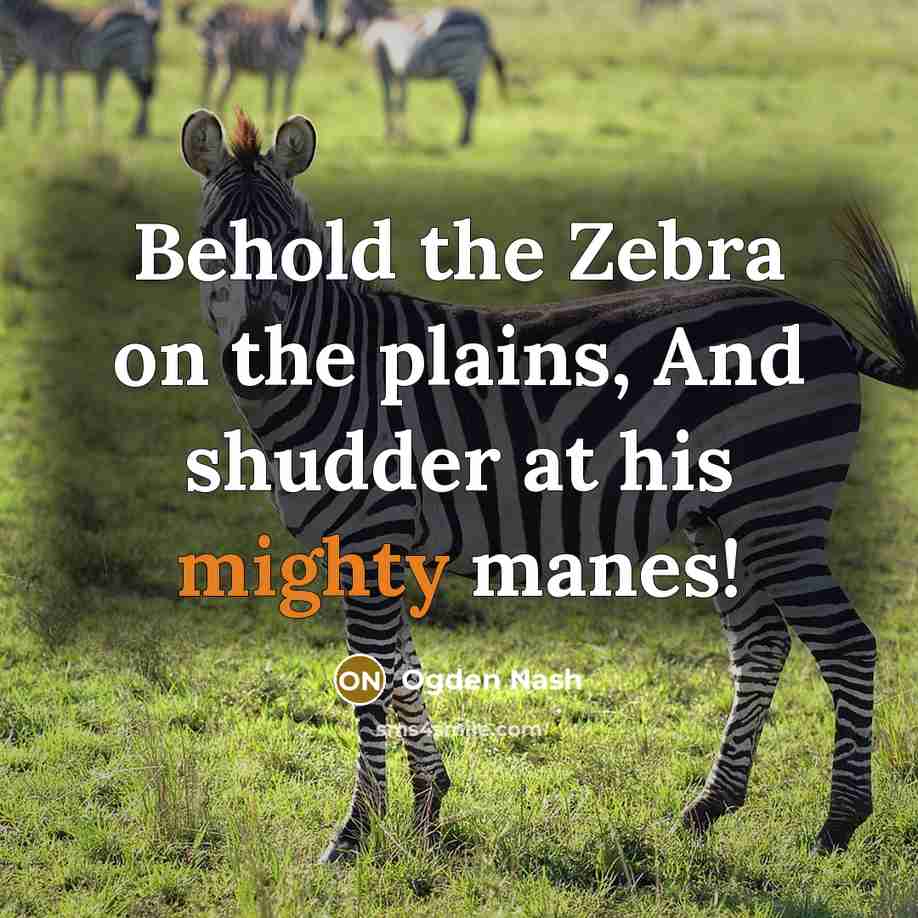 “Behold the Zebra on the plains, And shudder at his mighty manes!” quote by Ogden Nash