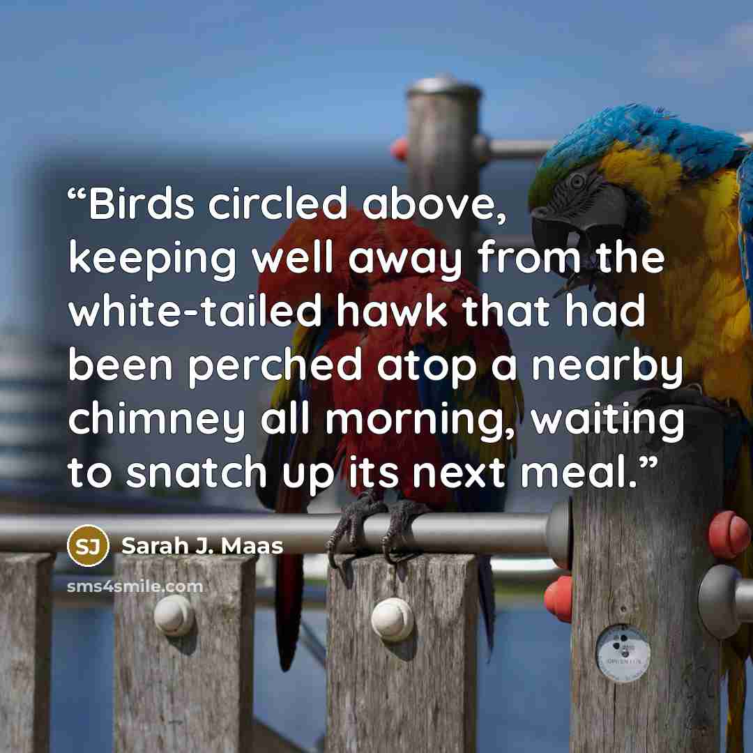“Birds circled above, keeping well away from the white-tailed hawk that had been perched atop a nearby chimney all morning, waiting to snatch up its next meal.” quote by Sarah J. Maas