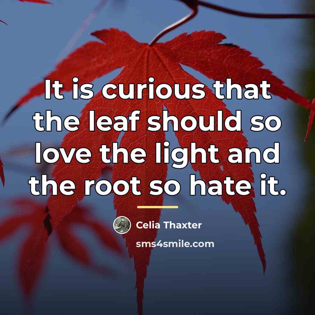 “It is curious that the leaf should so love the…” quote by Celia Thaxter