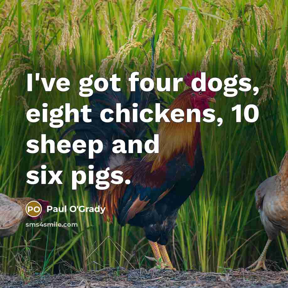 “I've got four dogs, eight chickens, 10 sheep and six…” quote by Paul O'Grady