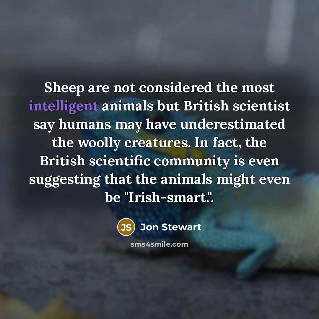 “Sheep are not considered the most intelligent animals but British…” quote by Jon Stewart
