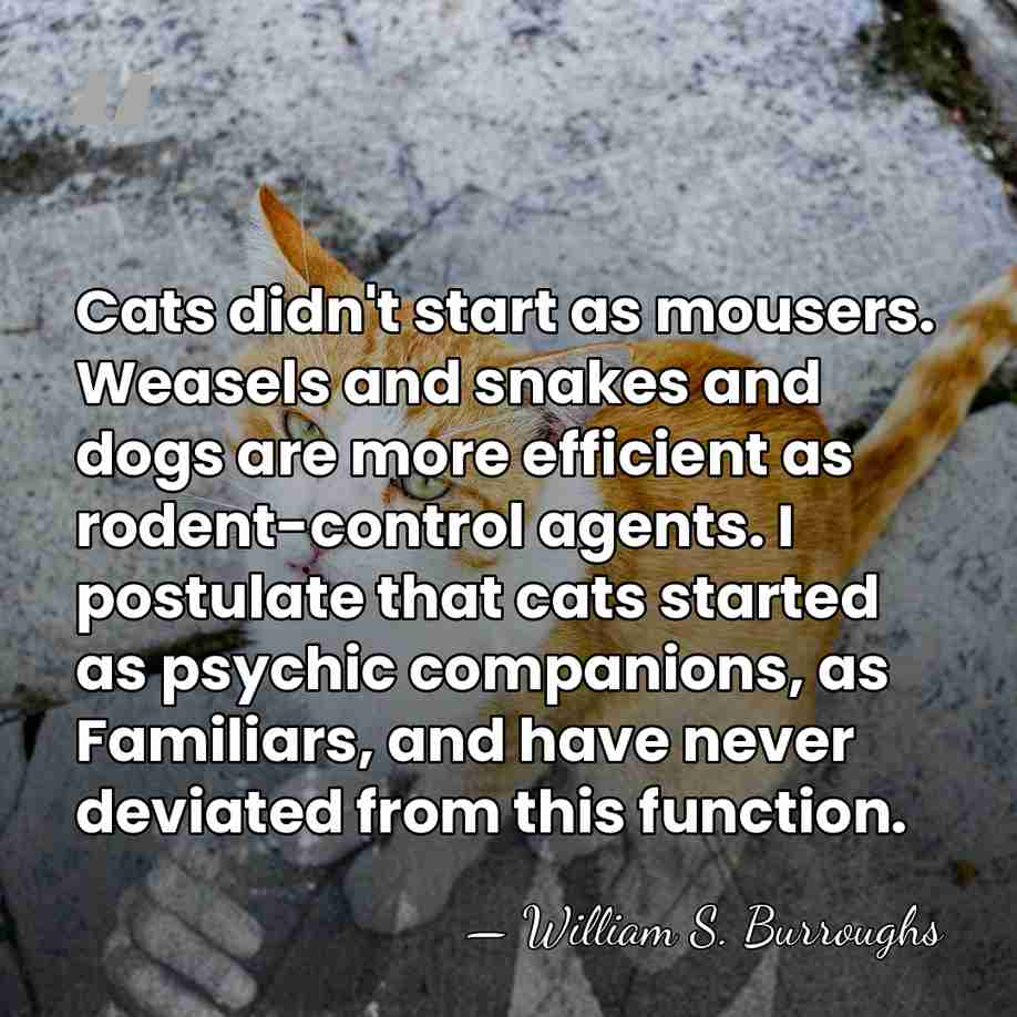 Cats didn't start as mousers. Weasels and snakes and dogs are more&hellip; - William S. Burroughs