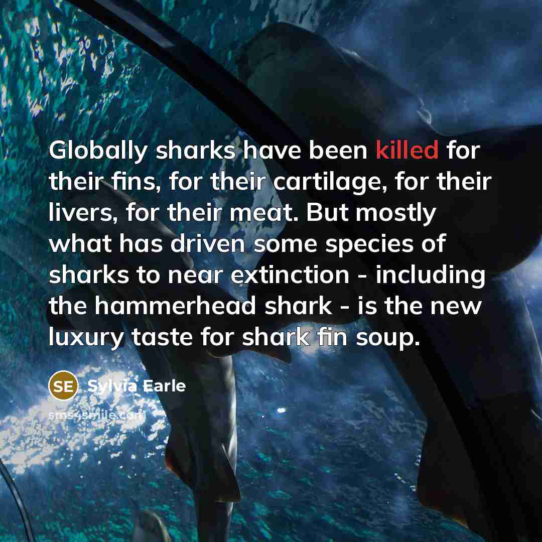 “Globally sharks have been killed for their fins, for their…” quote by Sylvia Earle