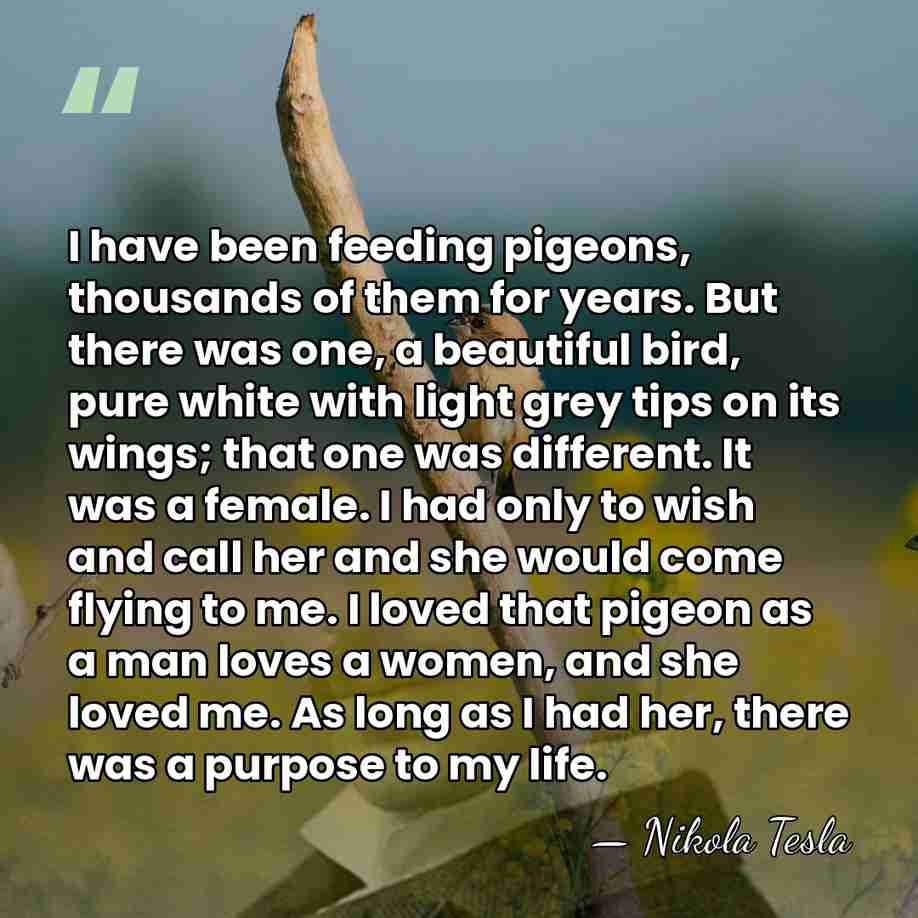 I have been feeding pigeons, thousands of them for years. But there&hellip; - Nikola Tesla