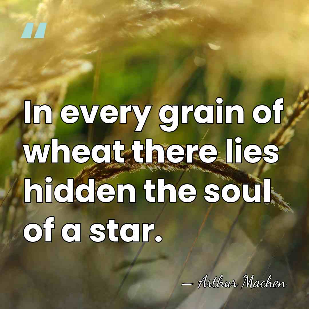In every grain of wheat there lies hidden the soul of a&hellip; - Arthur Machen