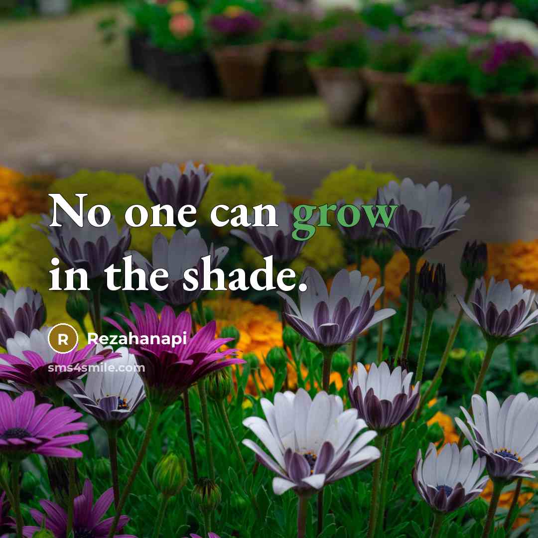 “No one can grow in the shade.” quote by Rezahanapi