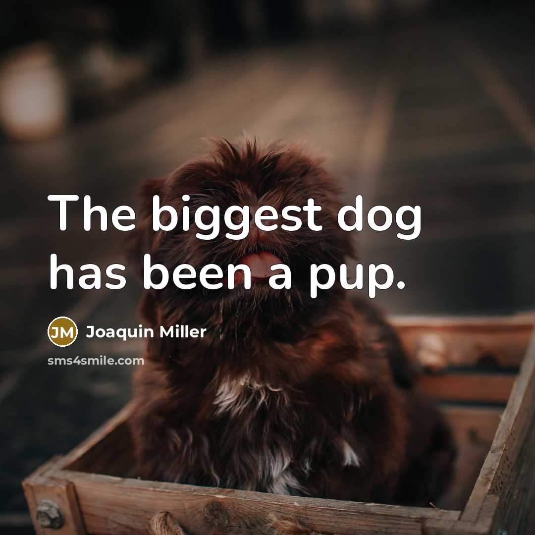 “The biggest dog has been a pup.…” quote by Joaquin Miller
