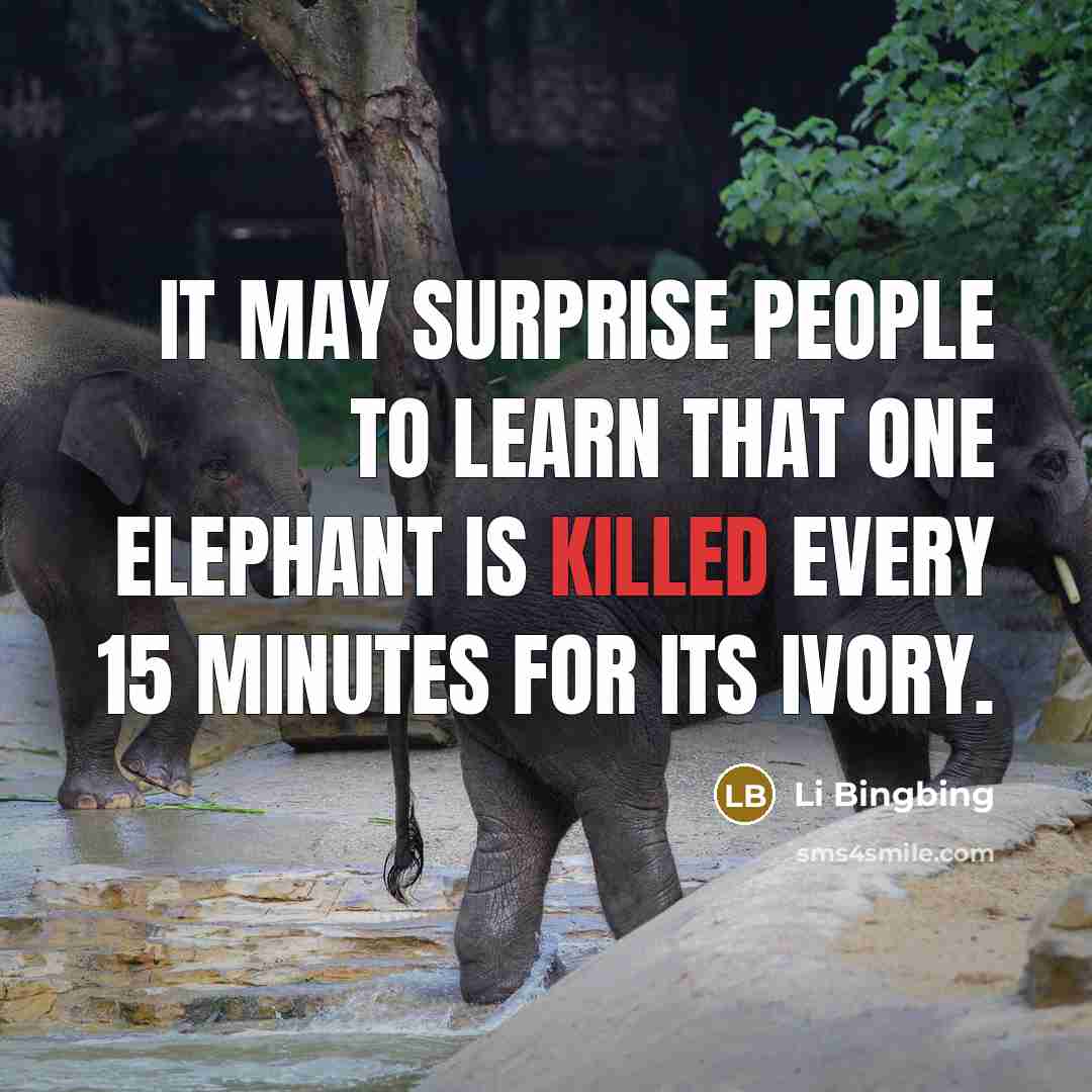 “It may surprise people to learn that one elephant is…” quote by Li Bingbing
