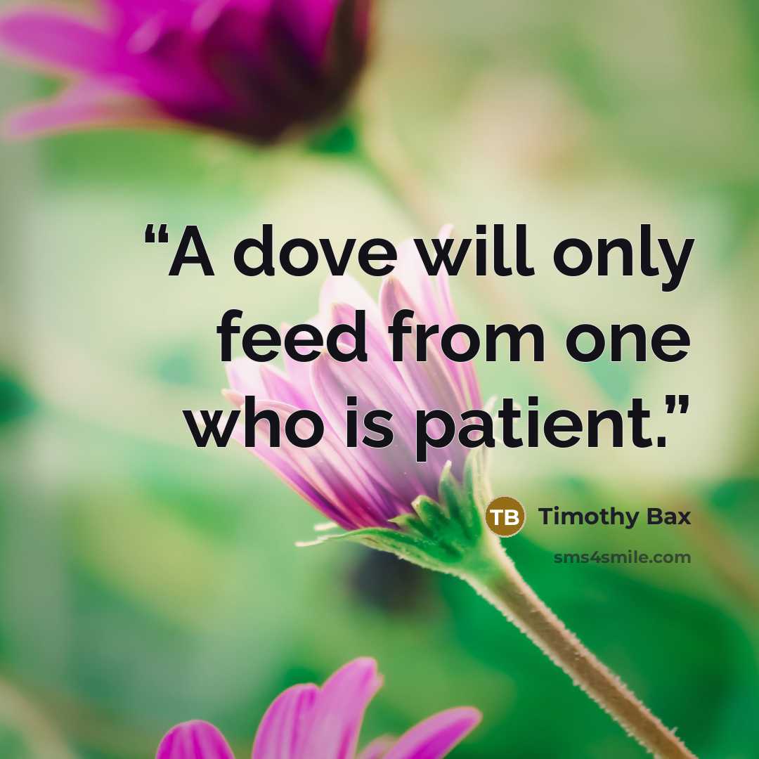 “A dove will only feed from one who is patient.” quote by Timothy Bax