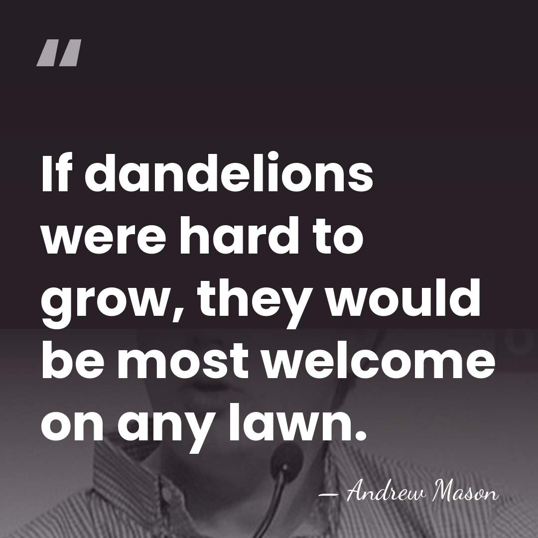 If dandelions were hard to grow, they would be most welcome on&hellip; - Andrew Mason