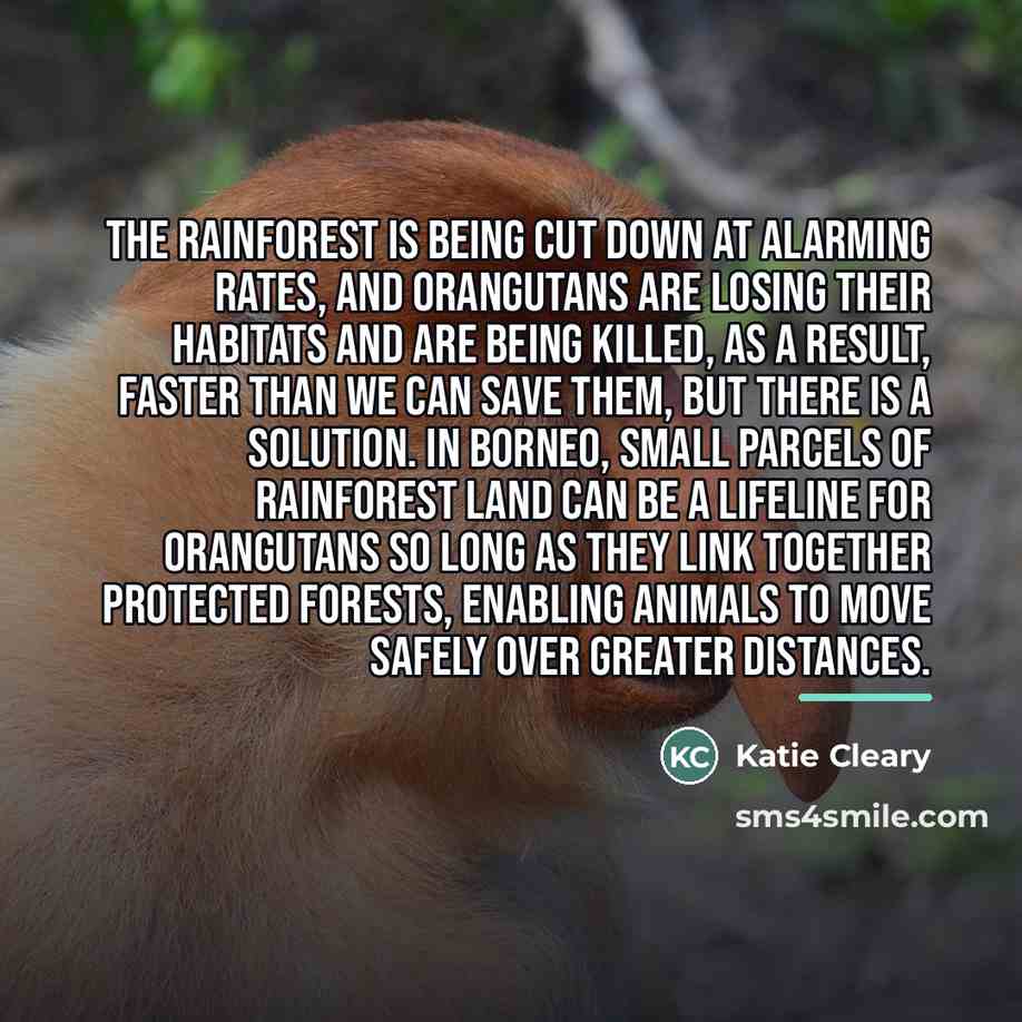 “The rainforest is being cut down at alarming rates, and…” quote by Katie Cleary