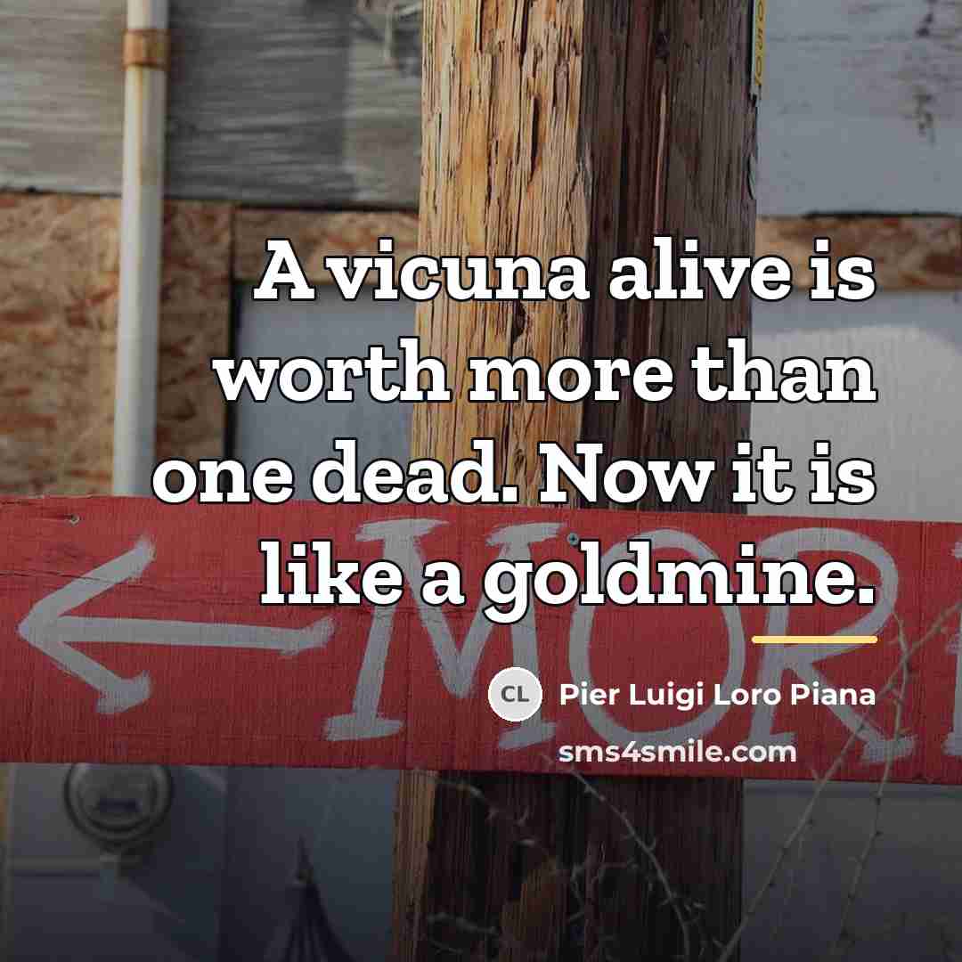 “A vicuna alive is worth more than one dead. Now…” quote by Pier Luigi Loro Piana