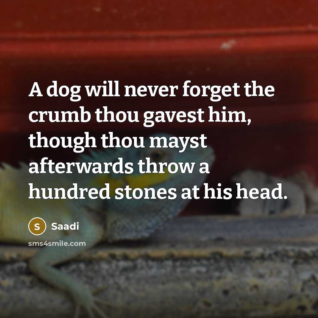 “A dog will never forget the crumb thou gavest him, though thou mayst afterwards throw a hundred stones at his head.” quote by Saadi