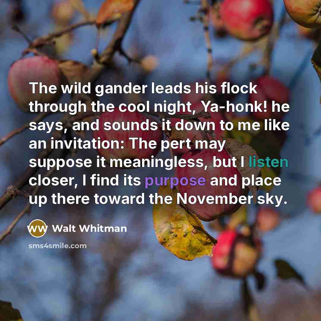 “The wild gander leads his flock through the cool night, Ya-honk! he says, and sounds it down to me like an invitation: The pert may suppose it meaningless, but I listen closer, I find its purpose and place up there toward the November sky.” quote by Walt Whitman