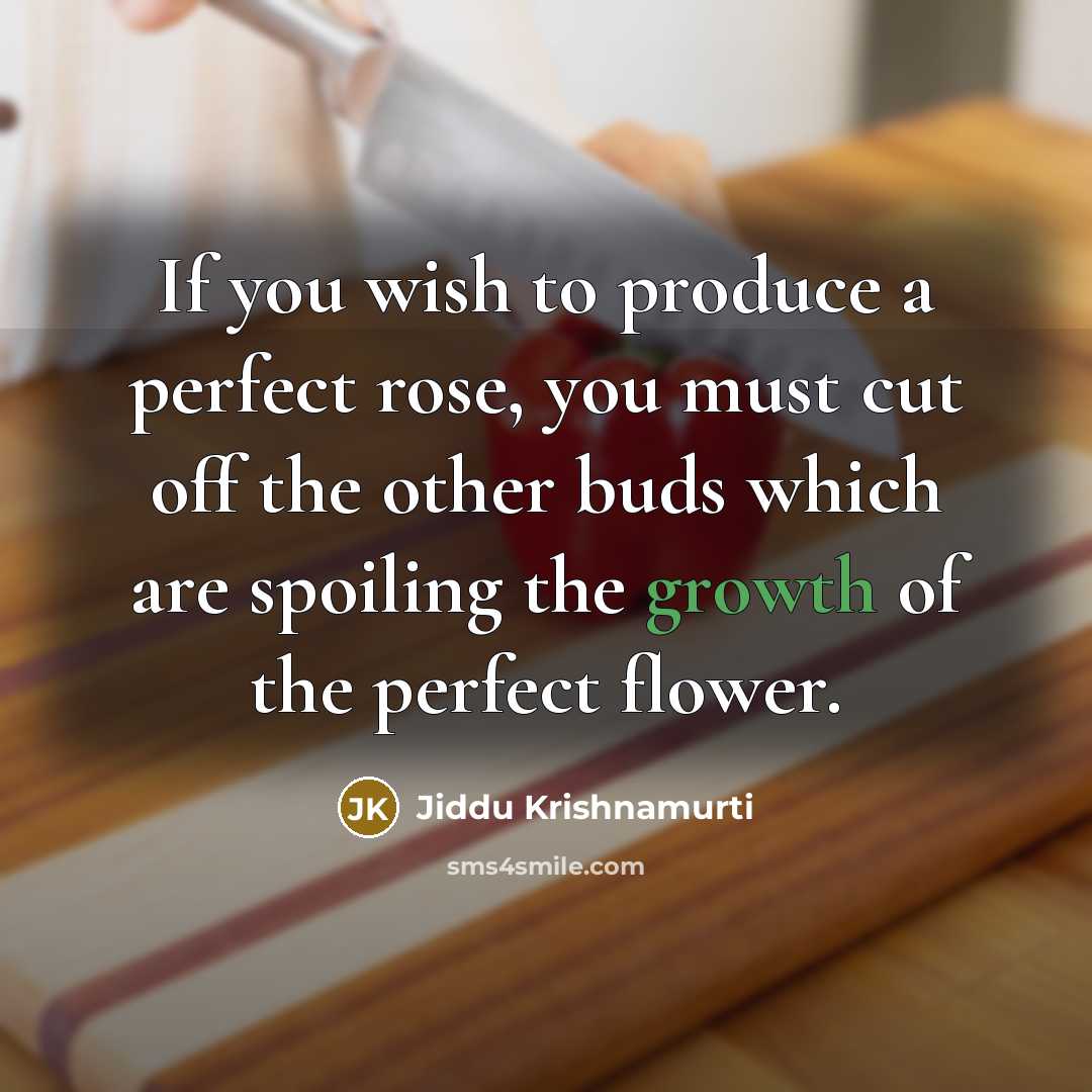 “If you wish to produce a perfect rose, you must…” quote by Jiddu Krishnamurti