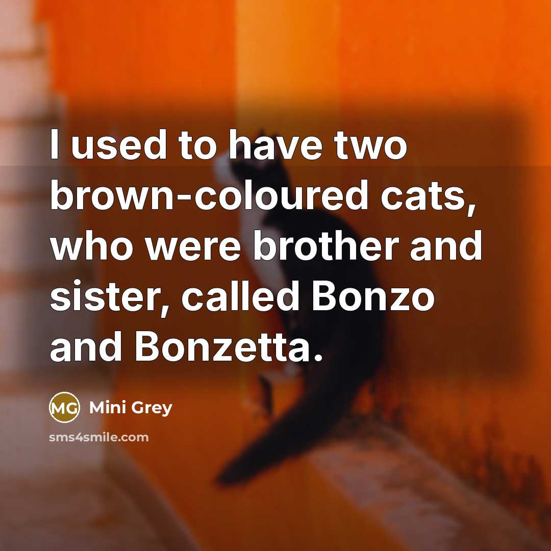 “I used to have two brown-coloured cats, who were brother…” quote by Mini Grey