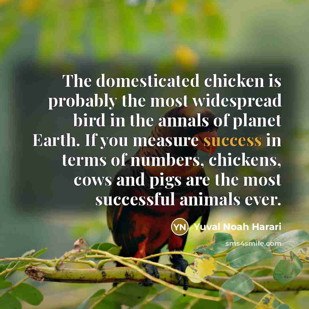 “The domesticated chicken is probably the most widespread bird in…” quote by Yuval Noah Harari