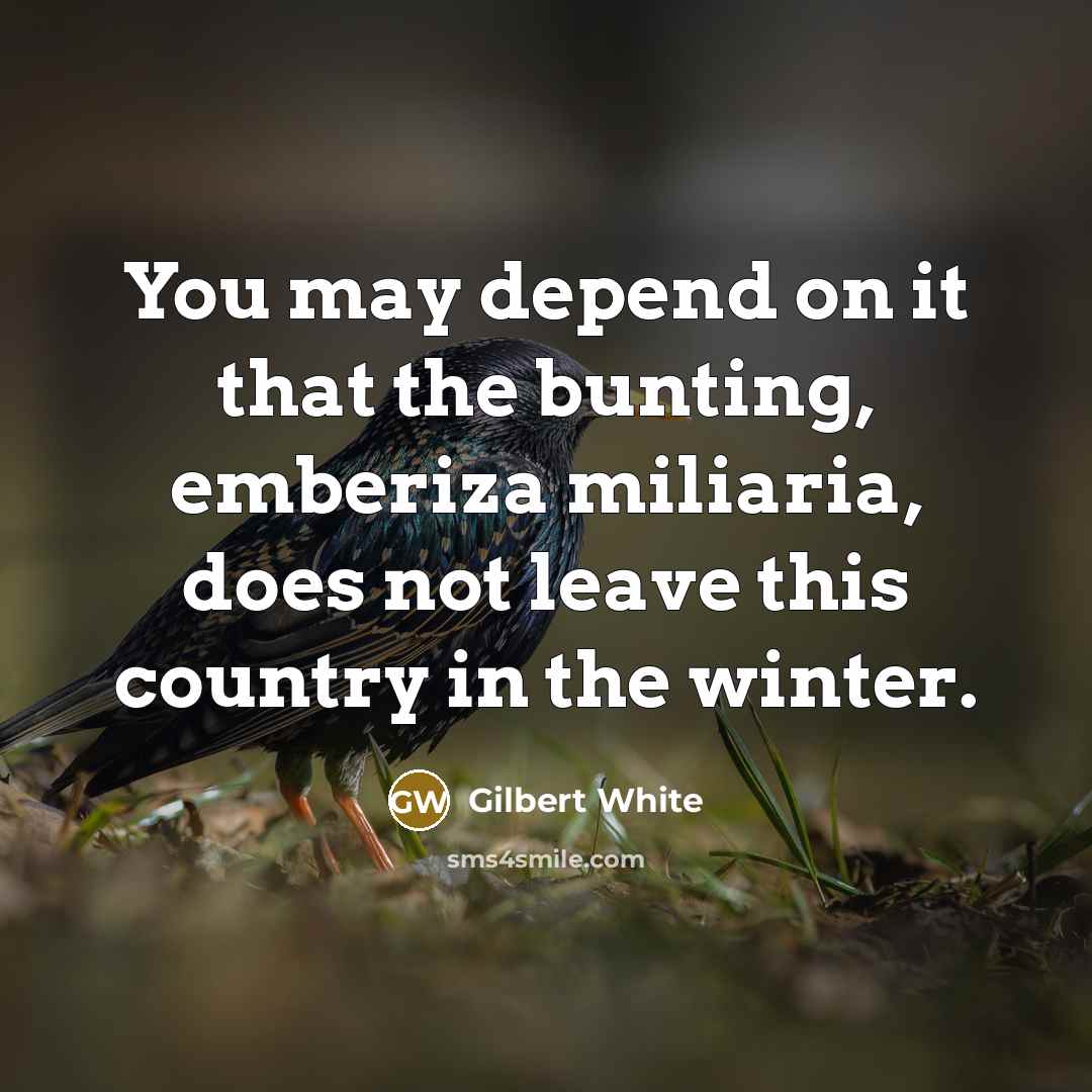 “You may depend on it that the bunting, emberiza miliaria, does not leave this country in the winter.” quote by Gilbert White