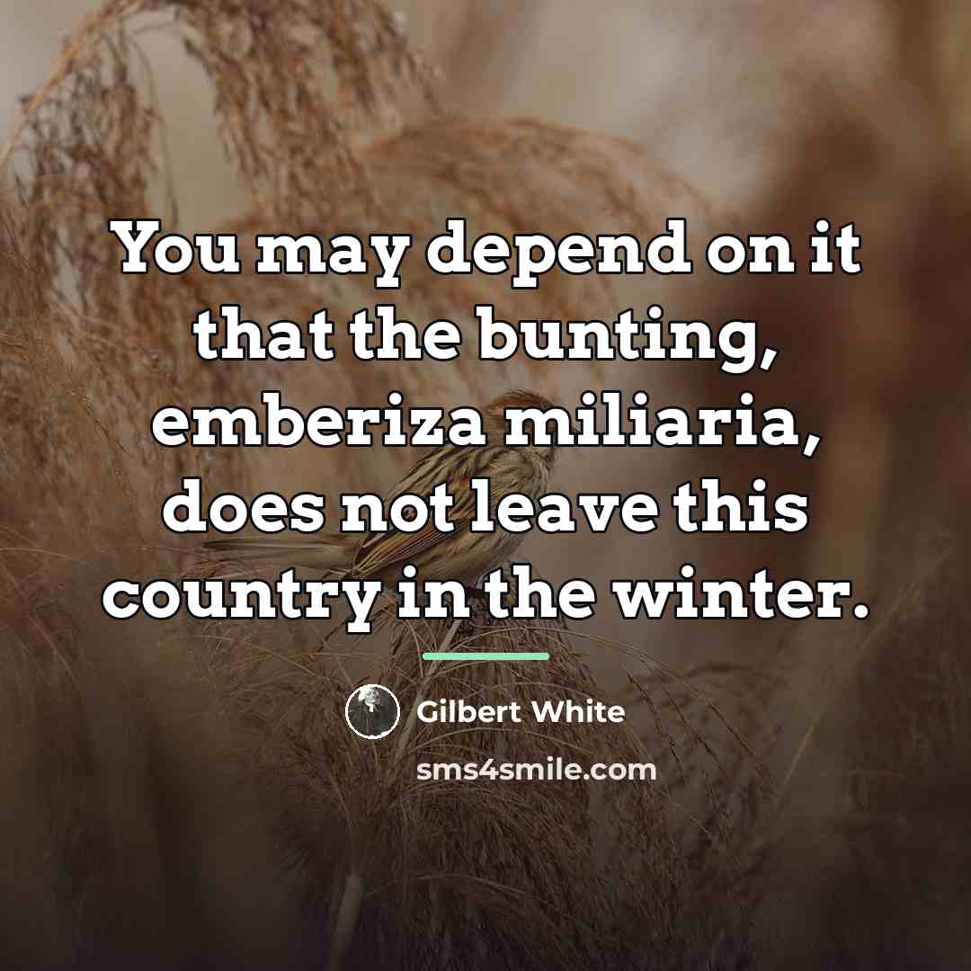“You may depend on it that the bunting, emberiza miliaria,…” quote by Gilbert White