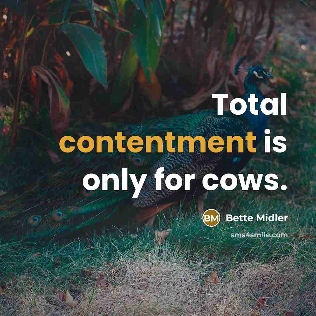 “Total contentment is only for cows.” quote by Bette Midler
