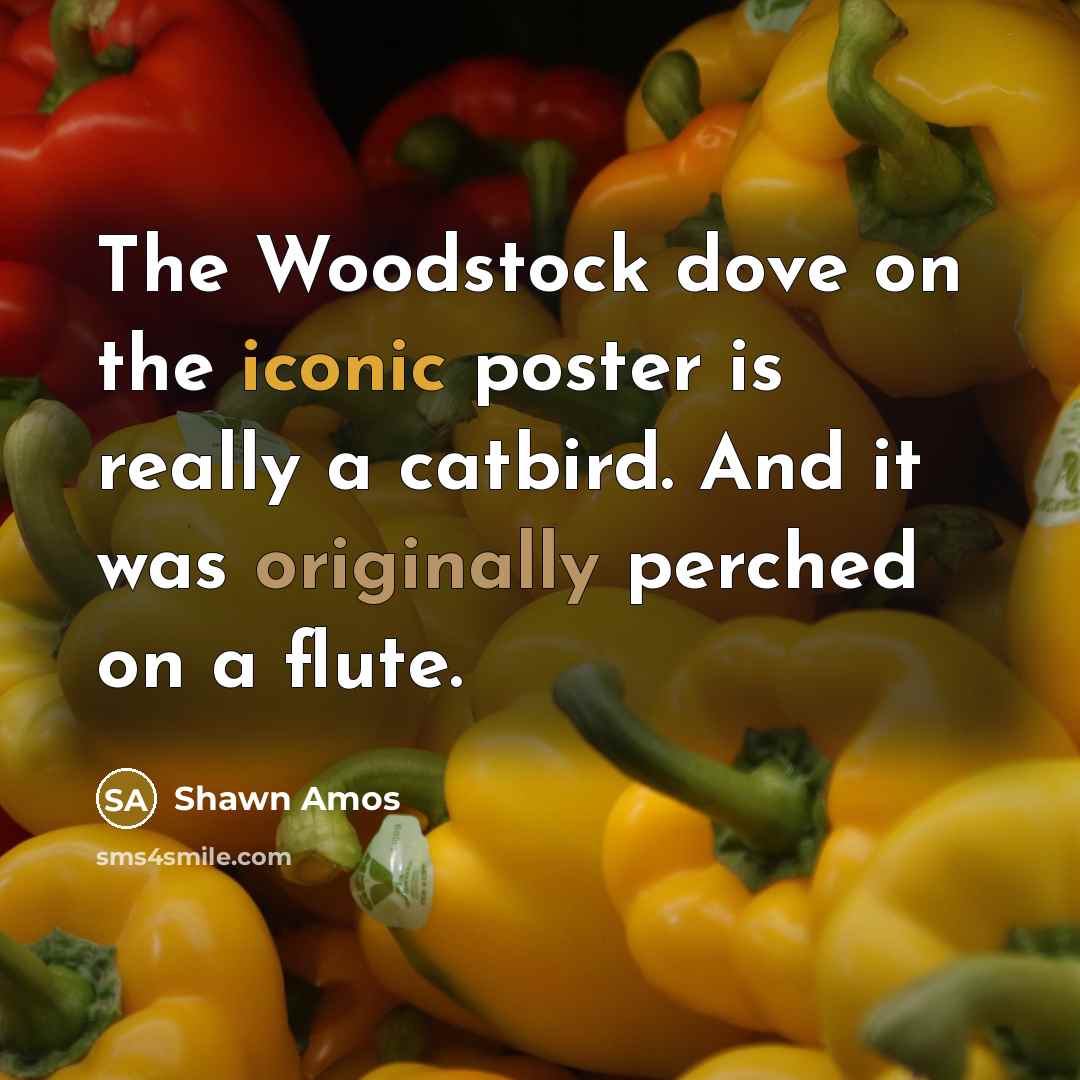“The Woodstock dove on the iconic poster is really a…” quote by Shawn Amos