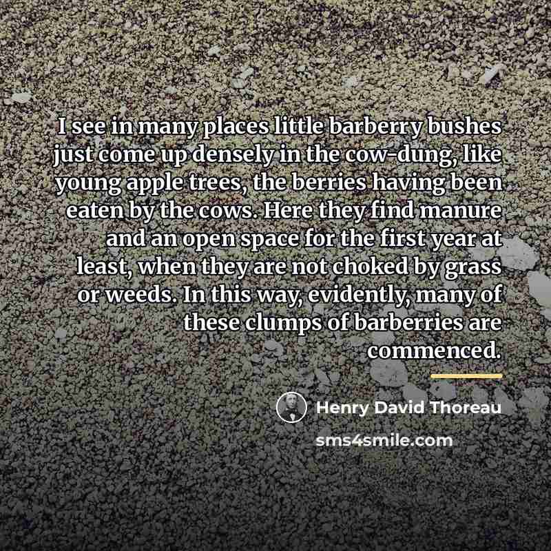 “I see in many places little barberry bushes just come…” quote by Henry David Thoreau