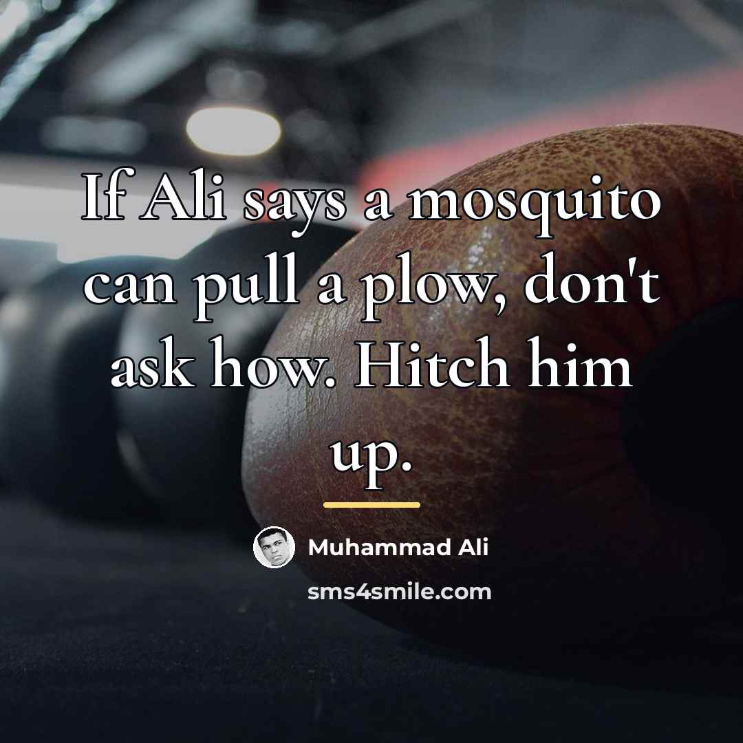“If Ali says a mosquito can pull a plow, don't…” quote by Muhammad Ali