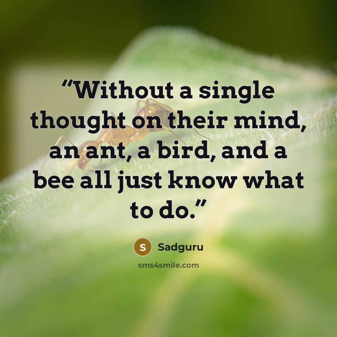 “Without a single thought on their mind, an ant, a bird, and a bee all just know what to do.” quote by Sadguru