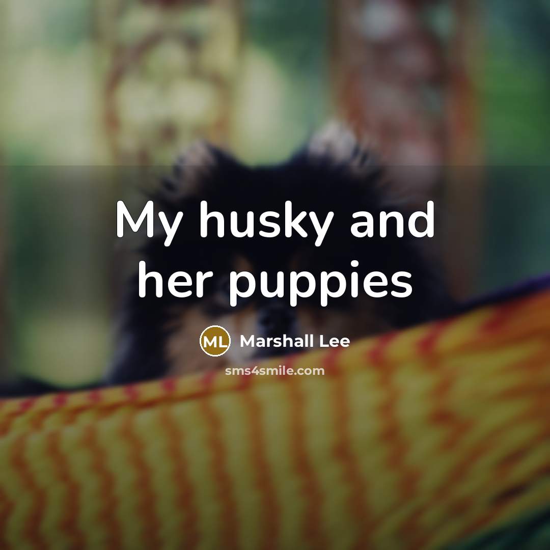 “My husky and her puppies…” quote by Marshall Lee