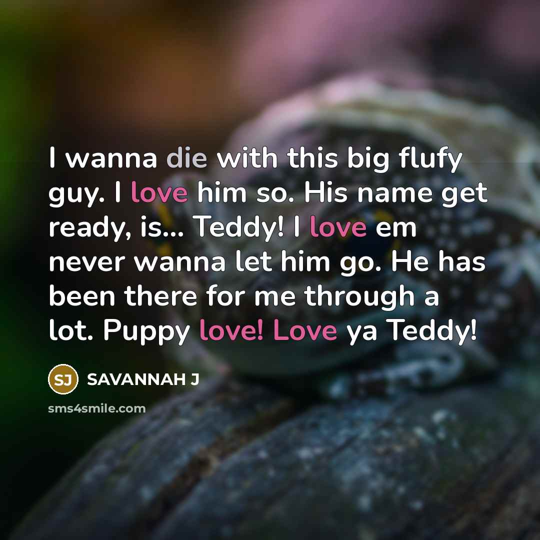 “I wanna die with this big flufy guy. I love him so. His name get ready, is... Teddy! I love em never wanna let him go. He has been there for me through a lot. Puppy love! Love ya Teddy!” quote by Savannah J