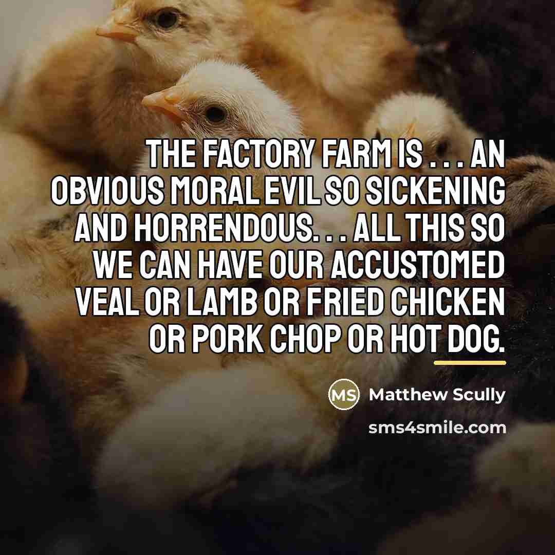 “The factory farm is . . . an obvious moral…” quote by Matthew Scully