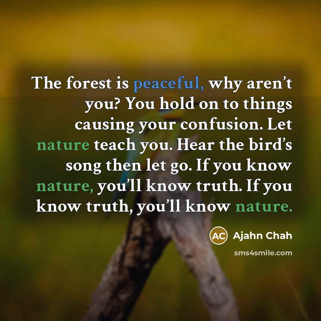 “The forest is peaceful, why aren’t you? You hold on…” quote by Ajahn Chah