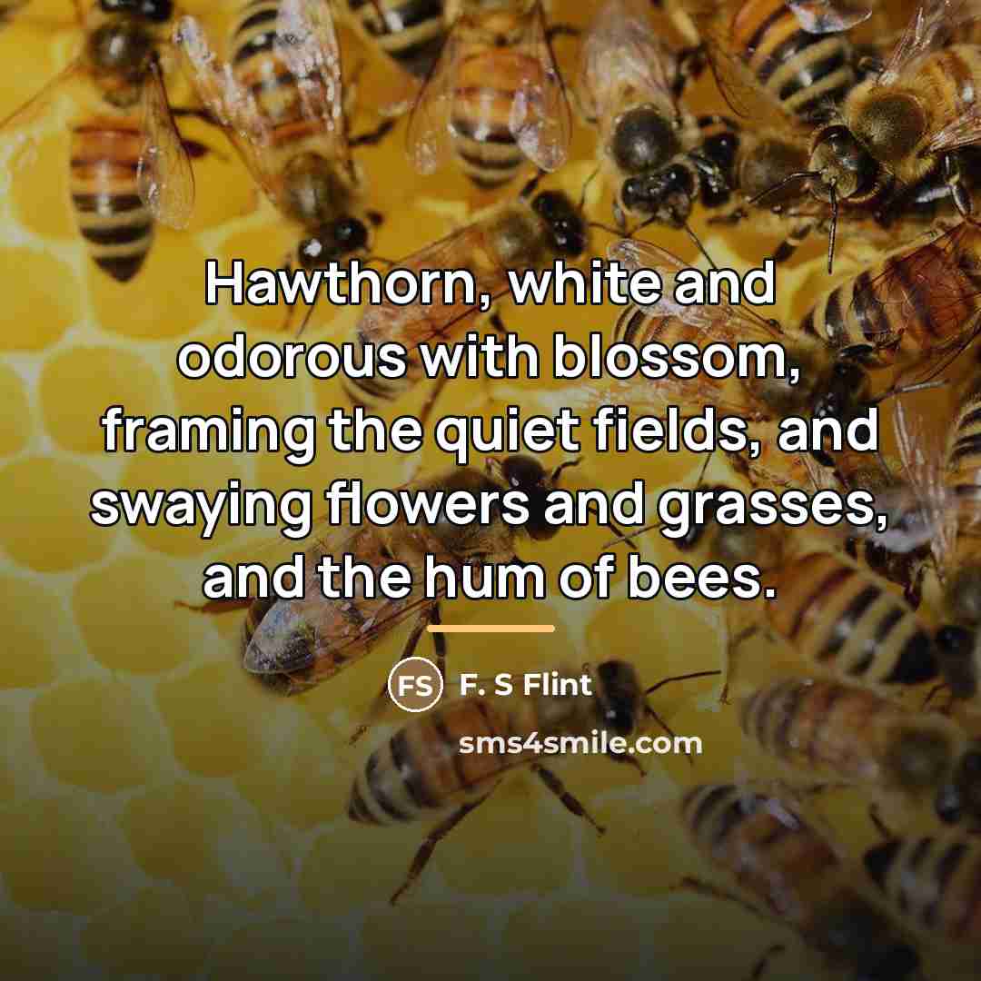 “Hawthorn, white and odorous with blossom, framing the quiet fields,…” quote by F. S Flint
