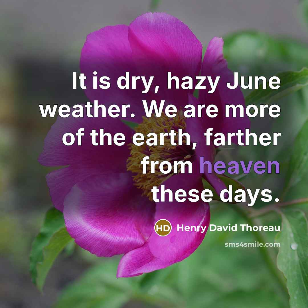 “It is dry, hazy June weather. We are more of…” quote by Henry David Thoreau