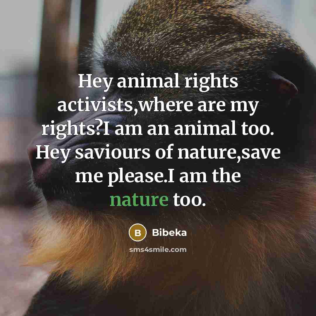 “Hey animal rights activists,where are my rights?I am an animal too. Hey saviours of nature,save me please.I am the nature too.” quote by Bibeka