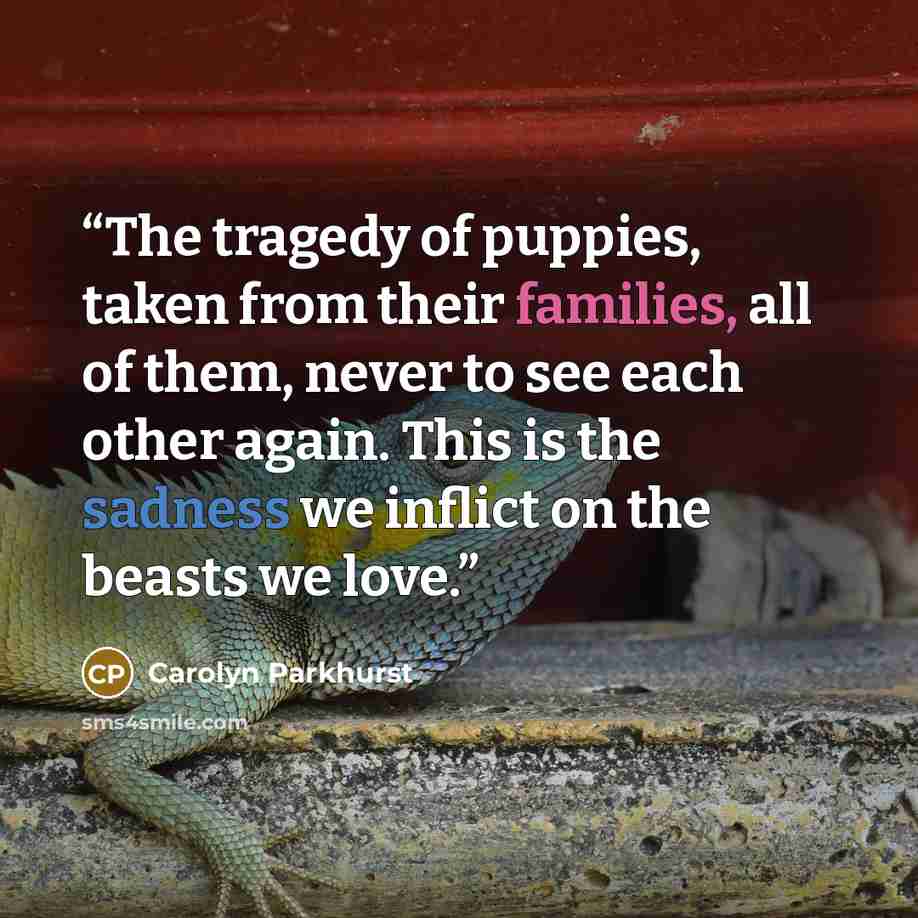 “The tragedy of puppies, taken from their families, all of them, never to see each other again. This is the sadness we inflict on the beasts we love.” quote by Carolyn Parkhurst