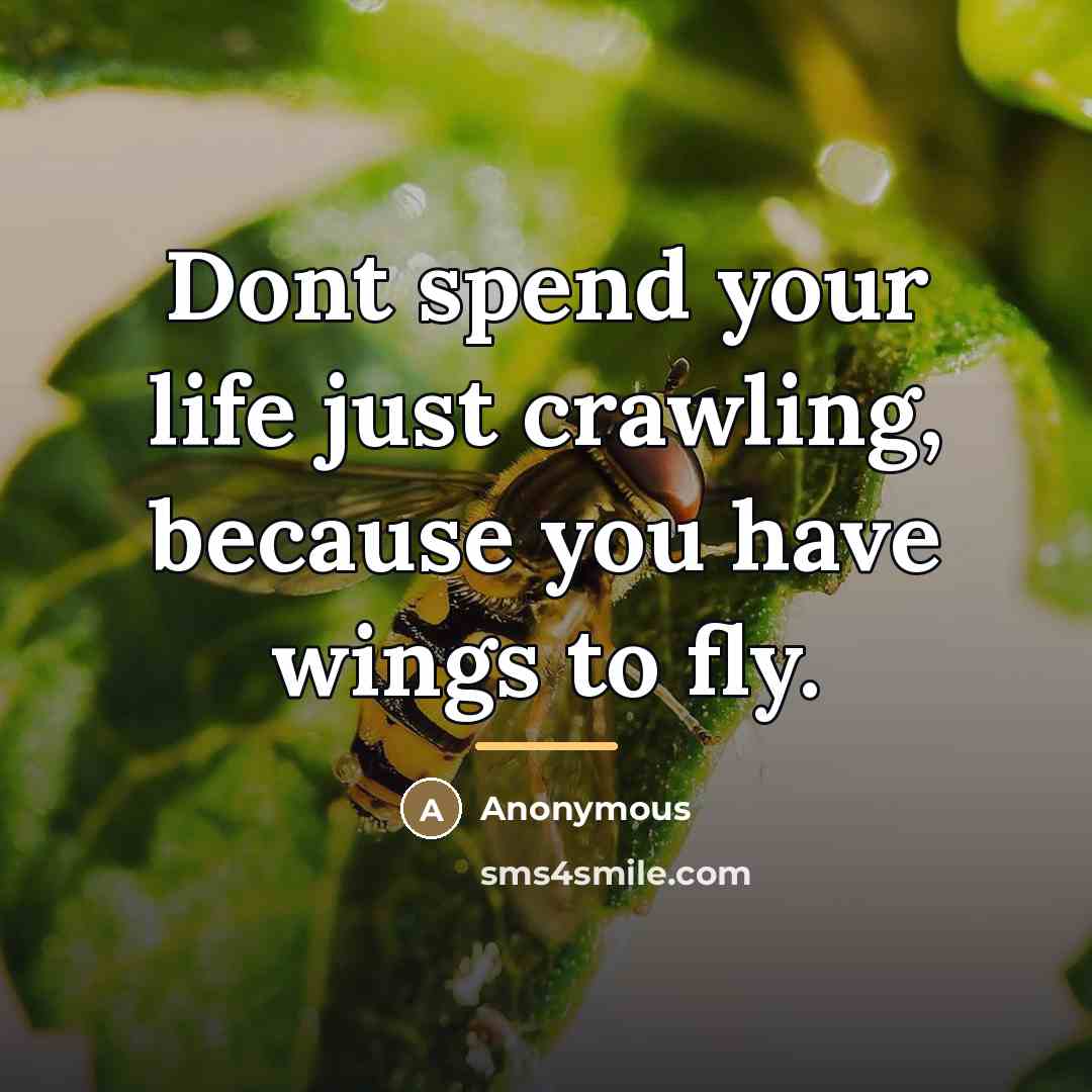 “Dont spend your life just crawling, because you have wings…” quote by Anonymous