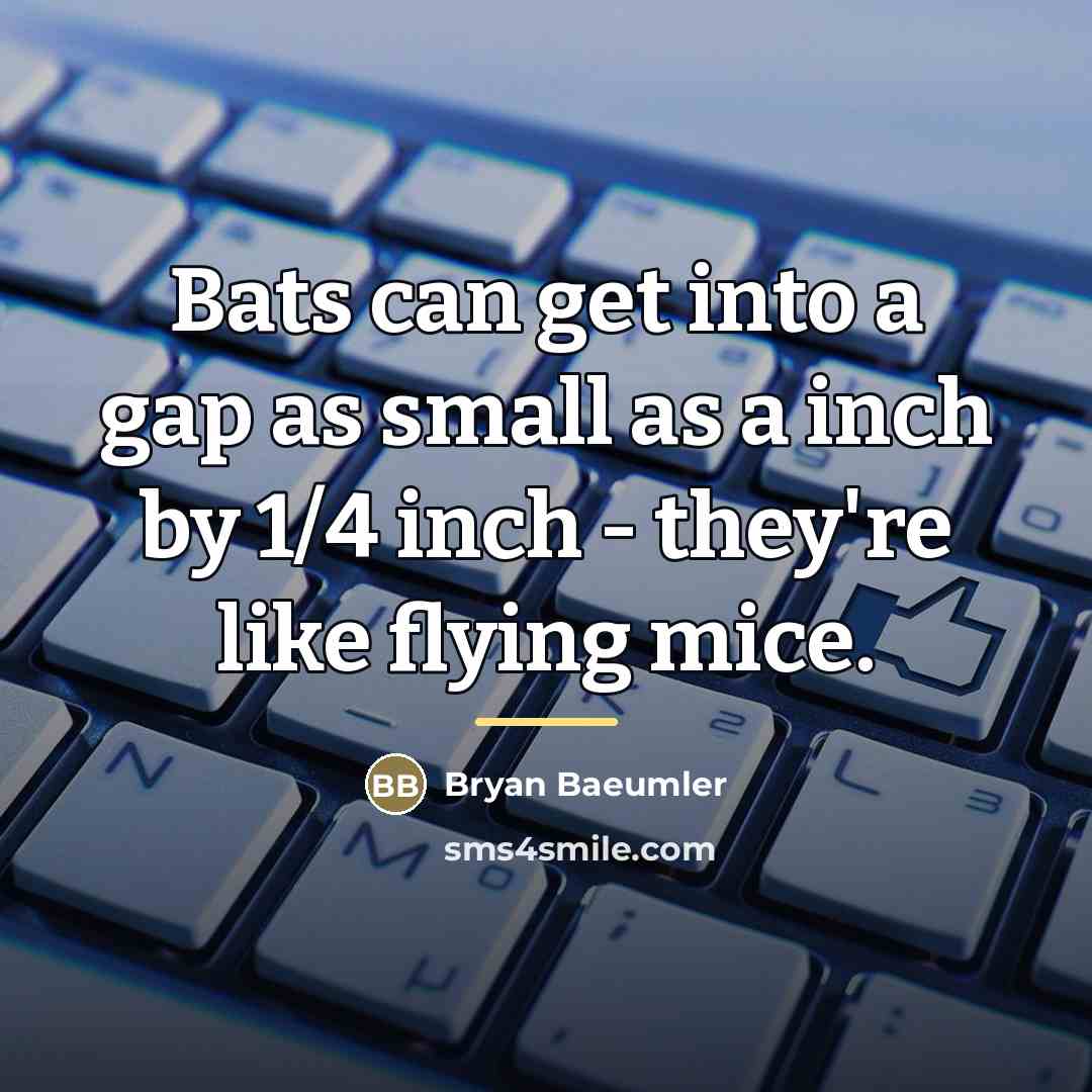 “Bats can get into a gap as small as a…” quote by Bryan Baeumler