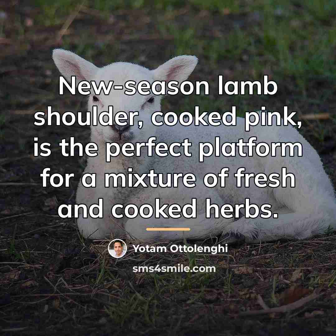 “New-season lamb shoulder, cooked pink, is the perfect platform for…” quote by Yotam Ottolenghi