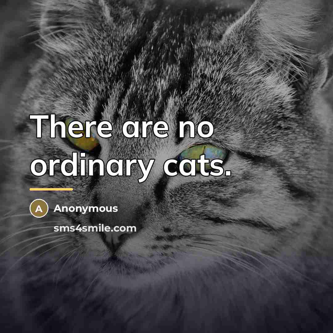 “There are no ordinary cats.…” quote by Anonymous
